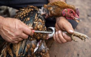 cách lên cựa gà chuẩn xác tăng sát thương